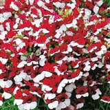 50+ Nemesia Danish Flag Flower Seeds-Nemesia strumosa suttonii - National Ensign- Charming Annual-B420