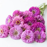 GIANT Lilac ZINNIA SEEDS cut flower bo attracts Butterflies Bees Birds Pollinators Feed native birds wildlife from Urban Food forest/garden