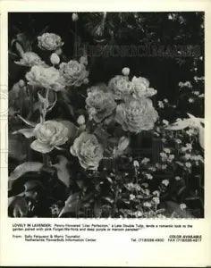 1993 Press Photo Peonies and Other Flowers in Garden - tup26149