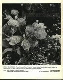 1993 Press Photo Peonies and Other Flowers in Garden - tup26149
