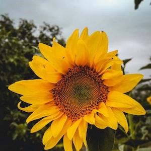 50 Seeds-Wild Sunflower Seeds- HELIANTHUS ANNUUS-PV055-Beautiful and easy growing annual Wildflower!