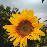 50 Seeds-Wild Sunflower Seeds- HELIANTHUS ANNUUS-PV055-Beautiful and easy growing annual Wildflower!