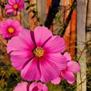 Pink-White Cosmos. Native plants