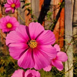 Pink-White Cosmos. Native plants