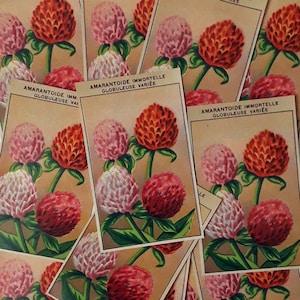 75 IMMORTELLE labels, 1920s lithograph, vintage French flower seed packet labels, botanical illustration of Everlasting Eternal Flower dried