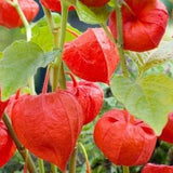 Strawberry Ground Cherry - Chinese Lantern  - Physalis Alkekengi - Rare 'Plant' Seeds - Peruvian Ground Cherry, Red-Green, Cape Gooseberry