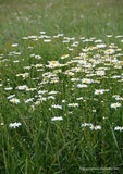 Make Hay While the Sun Shines and a Blooming Monogram Flower Delivery