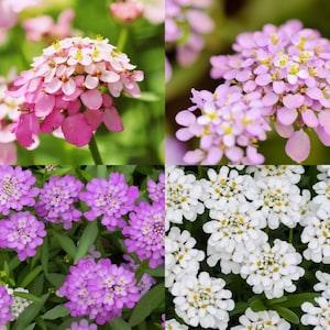 Ornamental flowers - Candytuft ,Iberis thlaspi, untreated, non GMO - Fairy Mix 20 seeds/packet