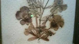 Vintage Framed Pressed Dried Flowers Made in East Germany Signed LS