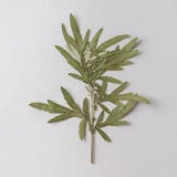 12PCS Real Pressed Dry Grass Leaves, Floral Supply for art craft FSS22