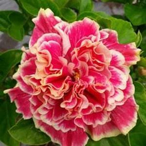 No 168 ?? NEW 5 Seeds Stuffed Hibiscus Hibiscus Mallow Seeds Zaden Tohum Big Double Plants