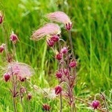 40 Prairie Smoke Herb Flower Seeds - Fresh and Germination Rare Flower Plant Seeds