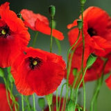 250 Wild Poppy Seeds - flower garden - Reproducible Peasant Seeds - untreated