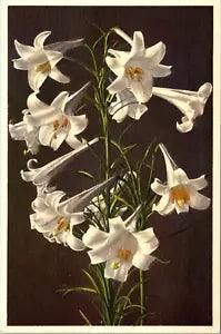 Garden Lily Lilium longiflorum Linen Postcard B36