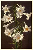 Garden Lily Lilium longiflorum Linen Postcard B36