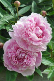 peony 'Sarah Bernhardt' Flower Delivery