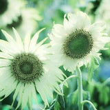 GREEN HEART SUNFLOWER Jade Helianthus Debilis Italian Green Heart Branching 10 Rare Seeds