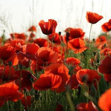 REMEMBRANCE DAY POPPY Flower Seeds - Flanders Poppies Common Poppy / Corn Poppy / Corn Rose / Field Poppy, Flanders Poppy - Red Poppy Seeds