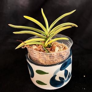 Vanda (Neofinetia) falcata 'Nishide Miyako' ???????