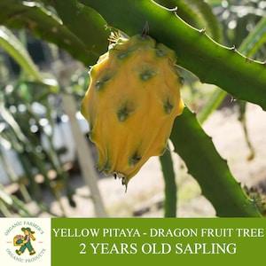 Yellow Pitaya - Dragon Fruit Sapling, Grafted Ready to Plant, Tubed Soil, 2 Years Old Fruity Pitaya Tree for Pot and Garden - Heirloom