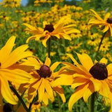 Black Eyed Susan Wildflower Seeds