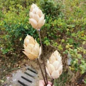 Natural Dried Wutong Bract Flowers With Wired Stem Home And Wedding Ornament New