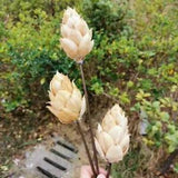Natural Dried Wutong Bract Flowers With Wired Stem Home And Wedding Ornament New