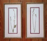 Pair Of Vintage Gold Framed Pressed Flowers Texas Floral