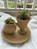Succulents