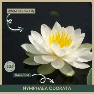 Bareroot | Nymphaea odorata | White Water Lily | Live Plant | Fully Grown