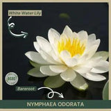 Bareroot | Nymphaea odorata | White Water Lily | Live Plant | Fully Grown