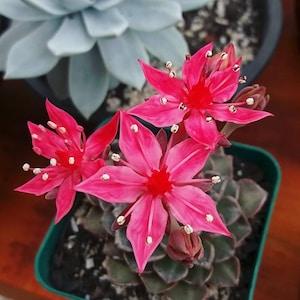 Graptopetalum Bellum Succulent Seeds