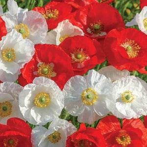 100 Seeds- White and Red Mix Poppy-Papaver Rhoeas-PV264-Canadian Pride Mix Poppy-Excellent Annual!