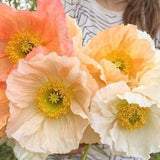 100 Giant Iceland Poppy Seed Mix / Cooler Climates / Papaver nudicaule / Flower Seeds / English Garden / Wildflowers / Cottage