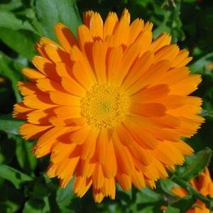 Orange Calendula Flower Seeds,"COOL BEANS N SPROUTS" Brand. Home Gardening.