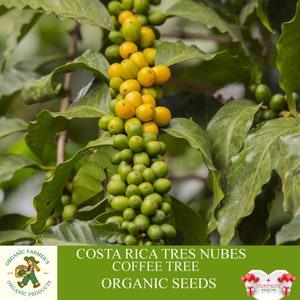 Costa Rica Tres Nubes Arabica Coffee Tree Organic Seeds, 5+ Count Coffee Tree Seed, Coffee Plant for Pot and Garden, Non-GMO - Heirloom