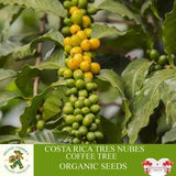 Costa Rica Tres Nubes Arabica Coffee Tree Organic Seeds, 5+ Count Coffee Tree Seed, Coffee Plant for Pot and Garden, Non-GMO - Heirloom