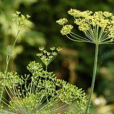 About Dill Flower Delivery