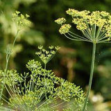 About Dill Flower Delivery