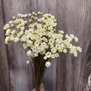 Real Dried Natural White Little Star Flowers Heads Dry Mini Daisy Bouquet Crafts