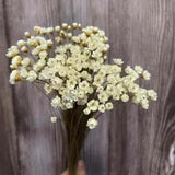 Real Dried Natural White Little Star Flowers Heads Dry Mini Daisy Bouquet Crafts