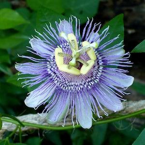Wild Passion Flower  Purple Passion Flower  Passiflora incarnata  20 Seeds