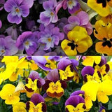 Giant Pansy Flower Seeds Canada, Mixed Color Pink Purple, Shade Loving Flower Seeds, Attract Bees, Gardening Supplies, Patio Garden +GIFT
