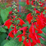Scarlet Sage - Salvia Coccinea 30 Seeds- Annual, Non-native, Bee and Pollinator Safe, Chemical Free. Attracts Hummingbirds