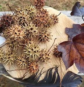 25 Sweet Gum Tree balls (Liquidambar) wicked seed pod fire kinnle fairy Crafts