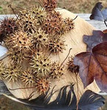 25 Sweet Gum Tree balls (Liquidambar) wicked seed pod fire kinnle fairy Crafts
