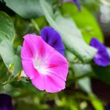 Morning glory seeds