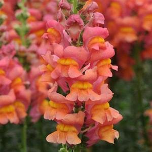 30 Orange Wonder Snapdragon Seeds / Antirrhinum majus / Cut Flower / Container Gardening / English Garden / Wildflowers / Cottage Garden
