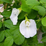Clitoria ternatea white single - butterfly pea, white queen - 5 Seeds
