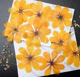 Yellow Pressed Flowers Big 08 Petals Organic DIY Floral Arts Resin Materials